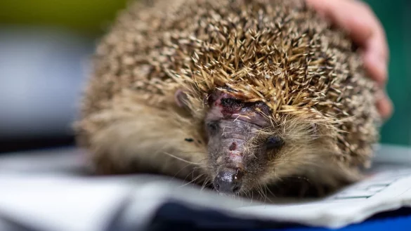 T&ouml;dliche Gefahr f&uuml;r Igel - M&auml;hroboter - &copy; Foto: Marius Becker/dpa
