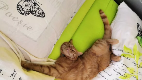 In der Verbotszone: Haustiere sollten laut Prof. Dr. Klaus Fiedler nicht ins Bett gelassen werden,  auch wenn es schwerf&auml;llt. - &copy; Oliver Wendtland