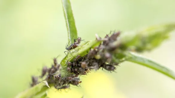 - &copy; Robert G&uuml;nther/dpa-tmn