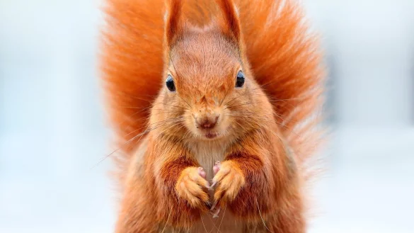 Eichh&ouml;rnchen droht in Freib&auml;den der Tod. - &copy; Pixabay