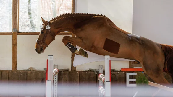 Sieger bei den vierj&auml;hrigen Pferden: Hashtag Blue, im Besitz von Ronja Schlingheider. - &copy; Verband der Lippischen Pferdez&uuml;chter