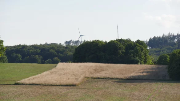 Die Flurstücke an der Leopoldstaler Straße in der Nähe der B1 sind als Ausgleichsfläche Teil des Artenschutzkonzepts für den Industriepark Lippe. - © Archivfoto: Jost Wolf
