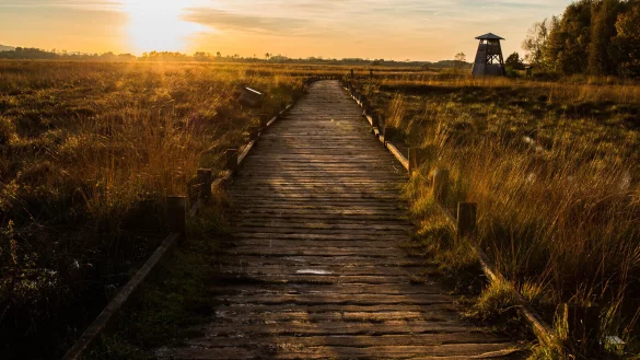 Das Große Torfmoor in Hille im Kreis Minden-Lübbecke ist landesweit bekannt. - © Matthias Plohmann