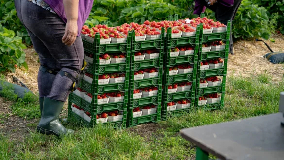 Erdbeersaison &ndash; sind die Erdbeeren reif, m&uuml;ssen die Felder in kurzer Zeit abgeerntet werden. Diese m&uuml;hevolle Handarbeit wird bislang meistens von ausl&auml;ndischen Erntehelfern geleistet. - &copy; picture alliance / Countrypixel