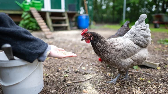 H&uuml;hner im eigenen Garten sind in Deutschland im Trend. - &copy; picture alliance/dpa