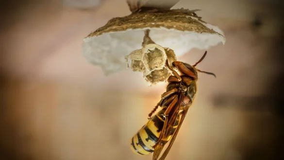 Eine Hornisse am Werk. - © Pixabay.com