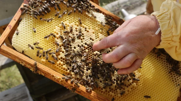 Eine Imkerin zeigt die Produktion von Honig an einem Bienenstock. - © dpa