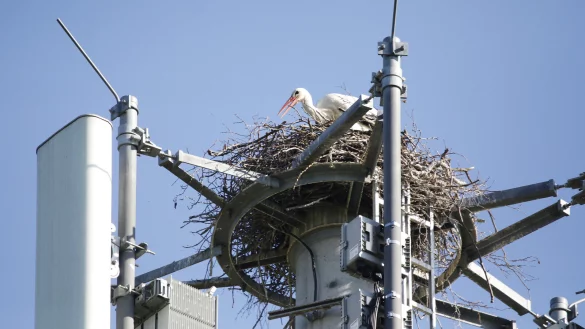 Nestbau in 30 Metern Höhe: Ein junges Weißstorchenpaar hat 2022 für seine Kinderstube den Mobilfunkmast der Deutschen Telekom an der Sürenheider Straße in Verl gewählt. - © Roland Thöring