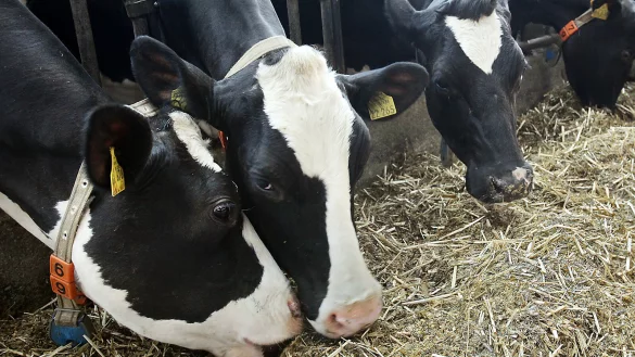 Es gibt weniger Milchk&uuml;he in Deutschland. Doch noch viele andere Gr&uuml;nde f&uuml;hren dazu, dass der Butterpreis kontinuierlich steigt. - &copy; Archivfoto: Bernhard Preuss