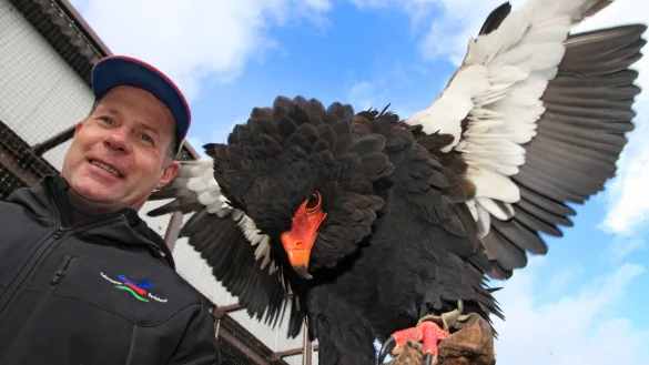 Klaus Hansen hatte viele Jahre die Adlerwarte geleitet und ist nun Chef des Fördervereins. Auf unsereem Archivbild sitzt Gaukler "Fröschchen" auf seinem Handschuh. - © Archivfoto: Vera Gerstendorf-Welle