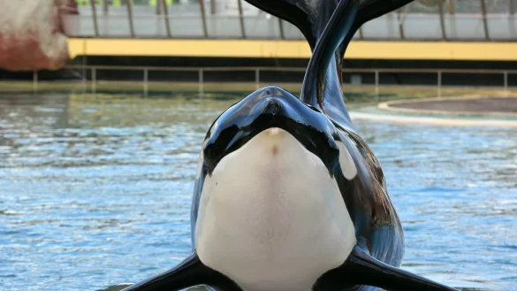 Orca am Rande eines Wasserbeckens - &copy; Foto: Sebastien Nogier