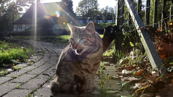 Was für ein Katzenjammer: Momentan dürfen keine Besucher ins Tierheim nach Detmold kommen. - © Archivfoto: Bernhard Preuss