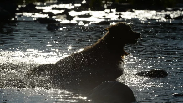 Hund beim Baden - &copy; Foto: Patrick Seeger/dpa