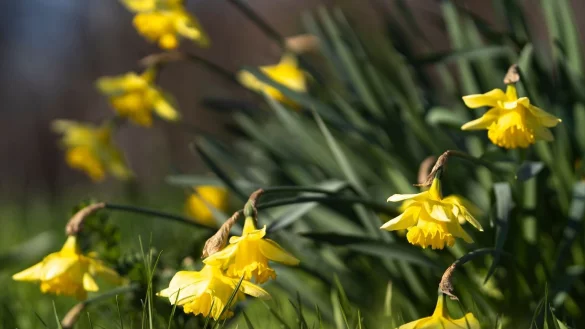 Tod Narzissen Blumenzwiebeln Gefahr Haustiere Garten - &copy; Foto: Florian Schuh/dpa-tmn