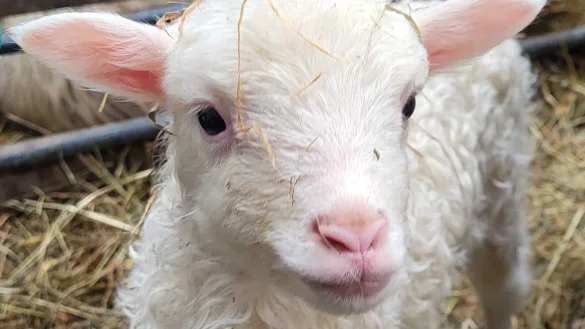 Ein kleines Hoffnungszeichen für Bioschäferin Ortrun Humpert: Dieses Moorschnuckenlamm kam am Tag der Impfung gegen die Blauzungenkrankheit zur Welt. - © David Schellenberg