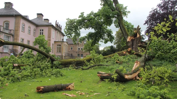 Hat dem Sturm nicht standgehalten: Der alte Ahorn im Schlosspark ist ein Naturdenkmal. - © Katrin Kantelberg