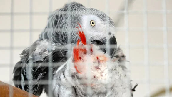 Papagei verletzt sich - &copy; Foto: Andrea Warnecke