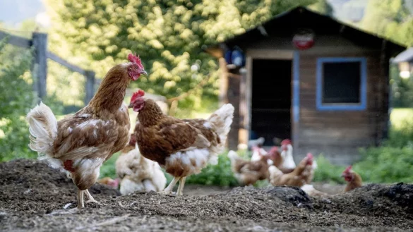 H&uuml;hnerhaltung im eigenen Garten - &copy; Foto: Florian Schuh/dpa-tmn