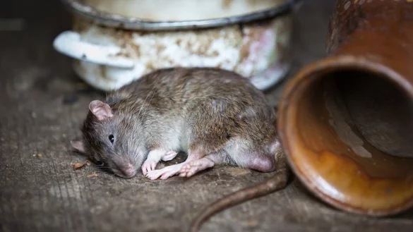 Die Stadt legt Giftk&ouml;der aus. - &copy; Symbolbild: Pixabay