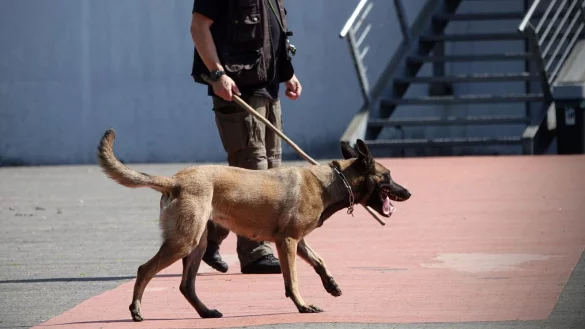 Archivbild: Bei der Suche nach Waffen und Sprengsätzen - so wie hier vor einer Bielefelder Disco - kommen meist belgische Schäferhunde zum Einsatz. Auch im Naava suchte ein Hund über Stunden. - © Paul Brinkmann