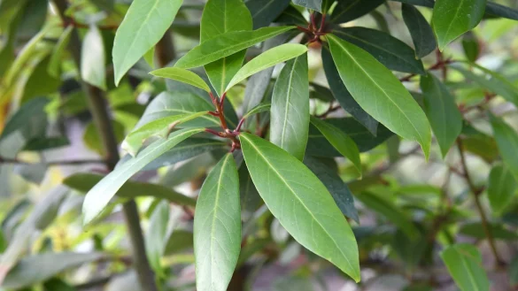 Lorbeerbaum - &copy; Foto: Andrea Warnecke/dpa-tmn