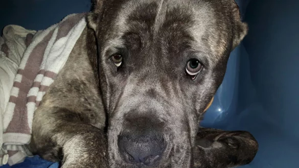 Auf dem Weg der Besserung: Der Mischling, der einem Cane Corso ähnelt, ist in der Praxis von Dr. Juliana Henkemeyer behandelt worden. Er hatte einen Hitzschlag und wurde unter anderem mit feuchten, kühlen Handtüchern bedeckt. - © Privat