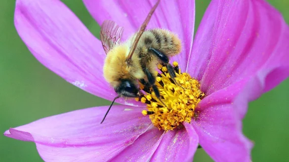 Insektenschutz - &copy; Foto: Wolfgang Kumm/dpa