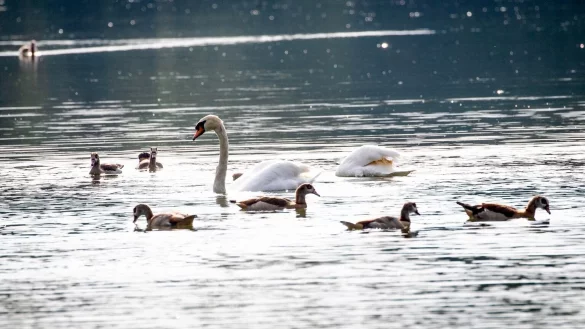 Wildv&ouml;gel Mauser - &copy; Foto: Christoph Schmidt/dpa/dpa-tmn