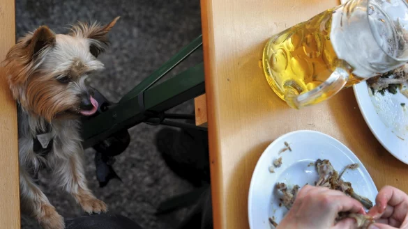 Hund im Biergarten - &copy; Foto: Frank Leonhardt