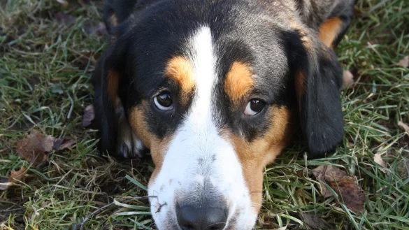Neben dem Notfall Merle warten einige Tiere in den Lippes Tierheimen auf neue Besitzer. - &copy; Tierhheim Bad Salzuflen