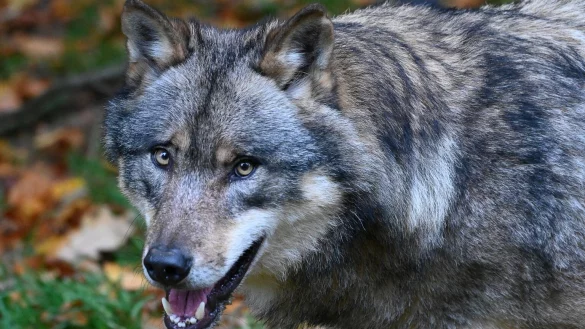 Wolf in Niedersachsen - &copy; Foto: Swen Pf&ouml;rtner/dpa