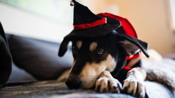 Hunde m&ouml;gen keine Kost&uuml;me - &copy; Foto: Nicolas Armer/dpa/dpa-tmn