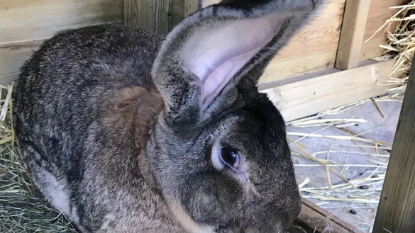 &laquo;L&auml;ngstes Kaninchen der Welt&raquo; in Gro&szlig;britannien gestohlen - &copy; Foto: West Mercia Police/PA Media/dpa