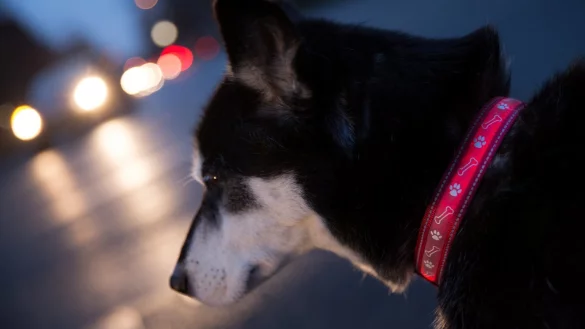 Hund mit Reflektor-Halsband - &copy; Foto: Florian Schuh/dpa-tmn
