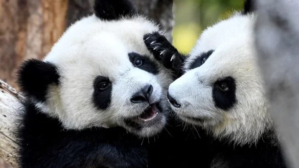 Pit und Paule - &copy; Foto: Britta Pedersen/dpa-Zentralbild/dpa