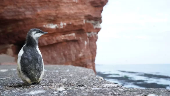 Trottellummenk&uuml;ken - &copy; Foto: Marcus Brandt/dpa