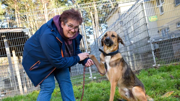 Gabriele Votsmeier hofft, f&uuml;r den st&uuml;rmischen Junghund Simba schnell ein geeignetes Zuhause zu finden. - &copy; Sara Mattana