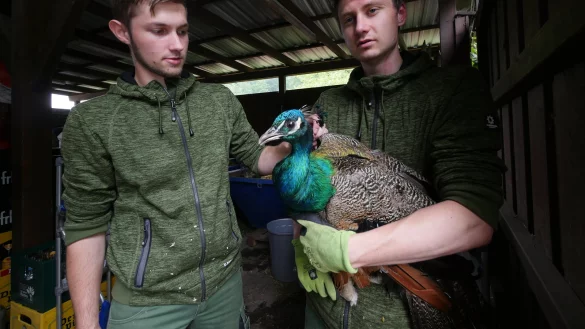 Lennart Plaumann (links) und Milan Vo&szlig; k&uuml;mmern sich bei der Adlerwarte um den Pfau, der in einer Kiste im ehemaligen Carport untergebracht ist. - &copy; Jost Wolf