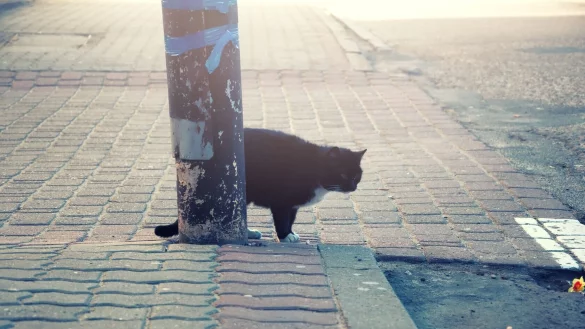 Freig&auml;nger und Streuner, wie dieses Tier auf einem Symbolbild, haben ein gef&auml;hrliches Katzenleben. Wenn sie verungl&uuml;cken, brauchen sie Hilfe. - &copy; Magorzata Witczak/Stocklib