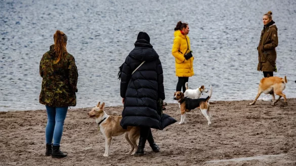 Mehr Hunde und Halter in Berlin - &copy; Foto: Paul Zinken/dpa