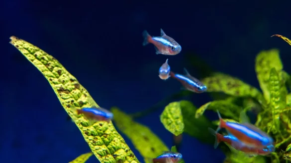 Bunte Fische schwimmen in einem Aquarium - &copy; Foto: Andrea Warnecke/dpa-tmn