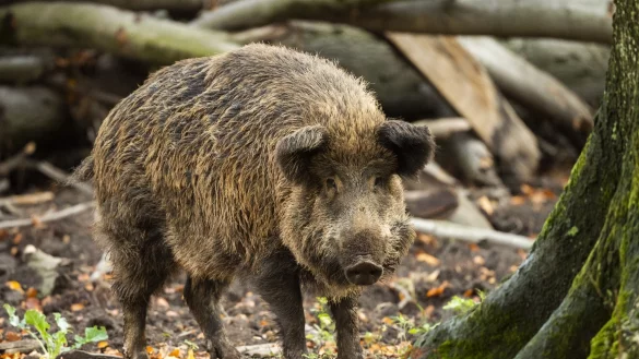 Mehr als 1800 Tonnen Wildfleisch stammen aus NRW-Revieren - &copy; Foto: Christophe Gateau/dpa