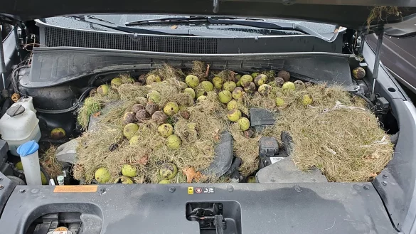 Waln&uuml;sse unter der Motorhaube - &copy; Foto: Holly und Chris Persic/AP/dpa
