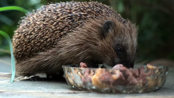 Igel mit Futterschale - &copy; Foto: Peter Steffen/dpa/dpa-tmn