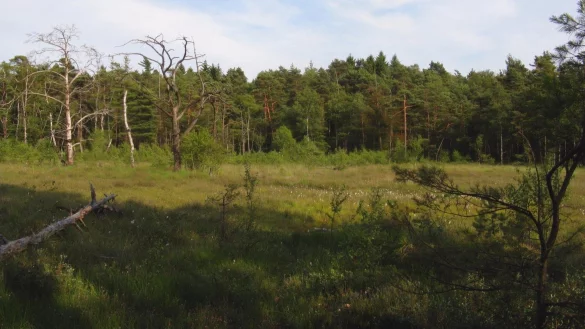 Einmalig schön: das Hiddeser Bent. - © Wikipedia