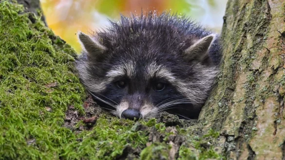 Waschb&auml;r - &copy; Foto: Patrick Pleul/dpa-Zentralbild/dpa