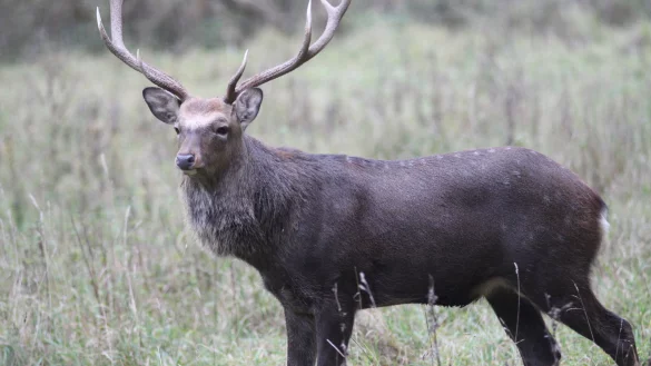 Sika-Wild im Schwelentruper Gehege des Vereins "Tiere im Dorf" mit Hirsch "Friedrich" und dem j&uuml;ngsten, erst etwa zwei Monate alten K&auml;lbchen. - &copy; Jens Rademacher