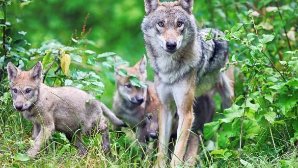 Hier bekommt der Mensch das Tier garantiert zu sehen: Der Tierpark Olderdissen hat ein eigenes Wolfsgehege. - &copy; Sarah Jonek