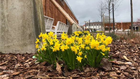 Am Sonntag, 31. März, heißt es „Bad Salzuflen blüht auf". - © Thomas Reineke