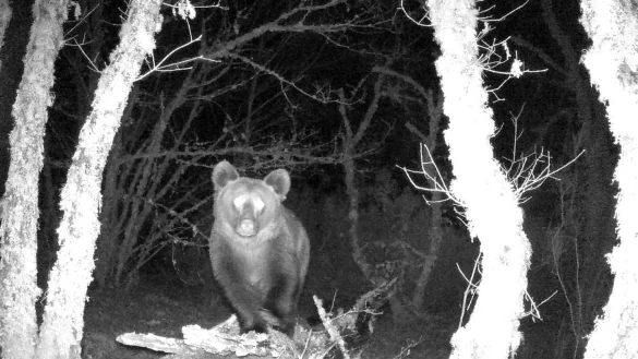 Braunb&auml;r gesichtet - &copy; Foto: Zeitun Films/dpa